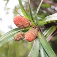 Freycinetia walkeri Solms